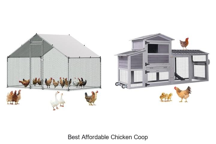 Top Picks: Best Affordable Chicken Coop Deals!