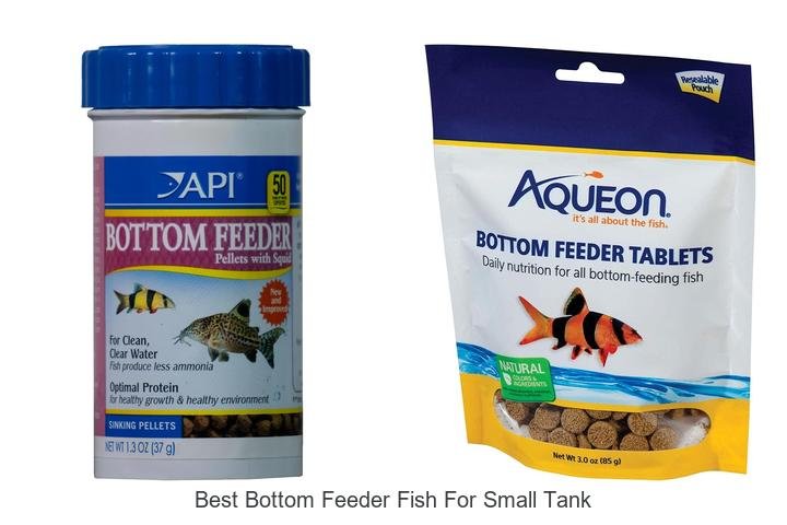 Top Bottom Feeder Fish for Small Tanks Revealed