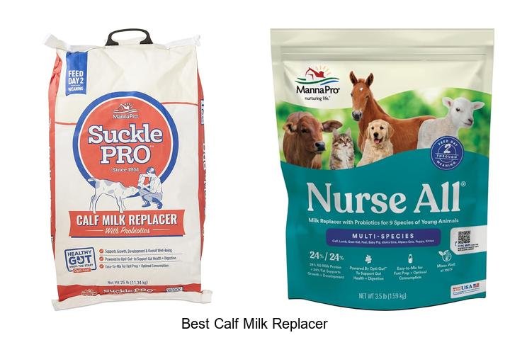 Discover the Best Calf Milk Replacer Today!