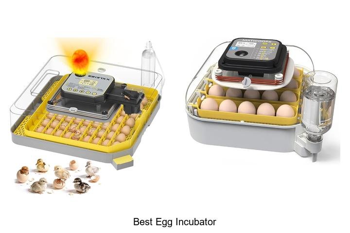 Uncover the Best Egg Incubator for High Hatch Rates!