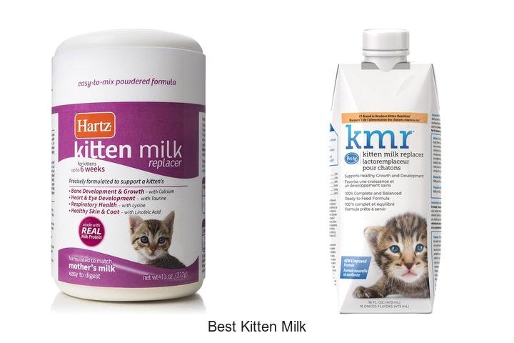 Discover the Best Kitten Milk for Healthy Growth!