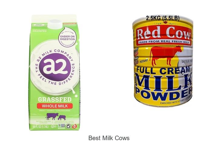 Discover the Best Milk Cows for High-Yield Dairy