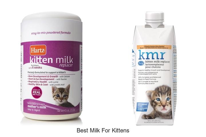 Discover the Best Milk for Kittens: Vet-Approved!