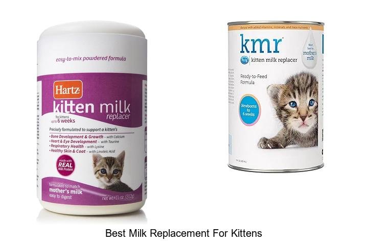 Perfect Milk Replacement for Kittens Revealed!