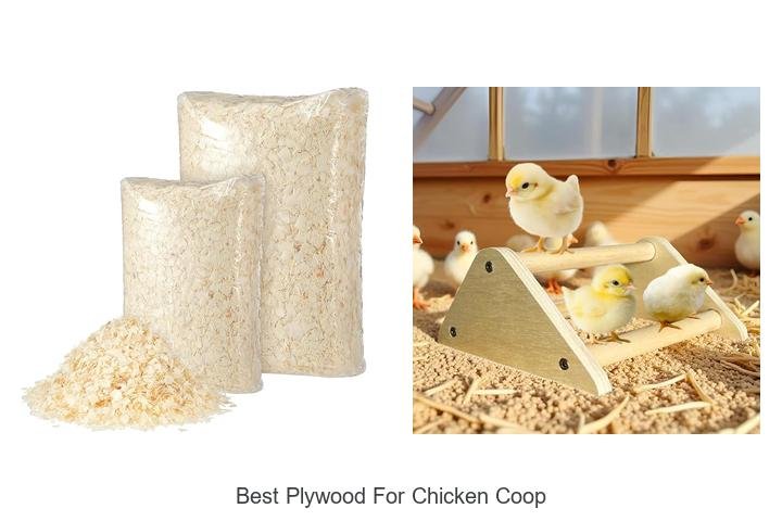 Perfect Plywood Picks for Your Chicken Coop