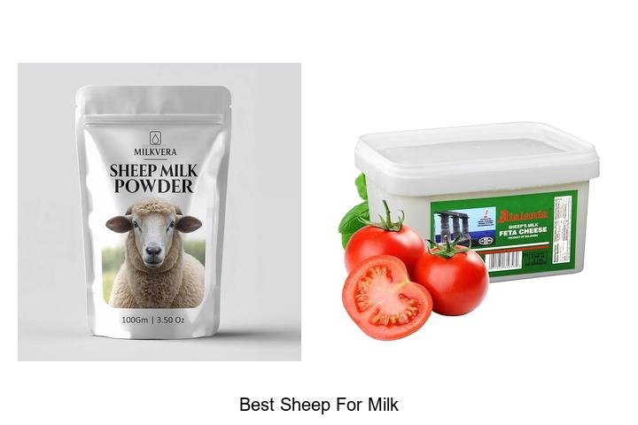 Discover the Best Sheep for Milk – Top Breeds Revealed!